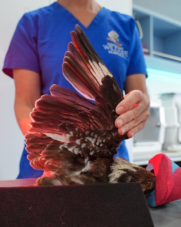 A kookaburra under examination at the Byron Bay wildlife hospital, in New South Wales.