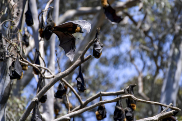 Grey-headed flying foxes are among species that show mass deaths can occur if temperatures rise above a certain level, such as 42 degrees for these mammals. 