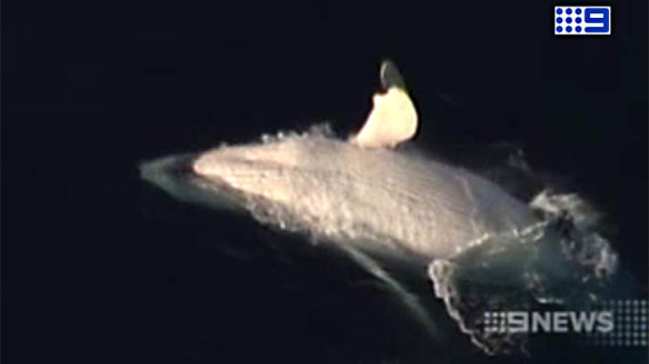 Australia’s beloved great white whale Migaloo has not been seen since 2020.