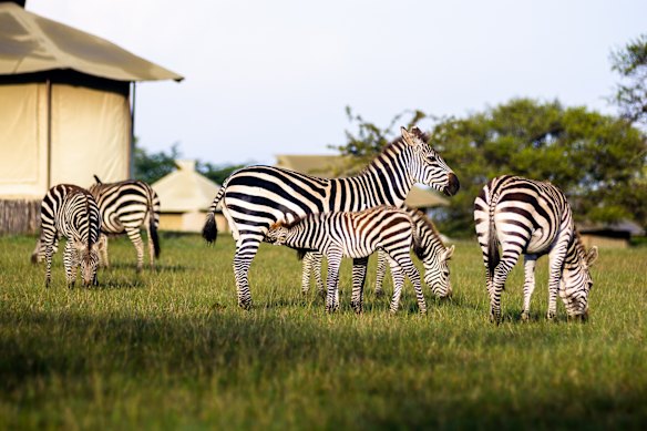 Singita Sabora Tented Camp, Serengeti, Tanzania. 