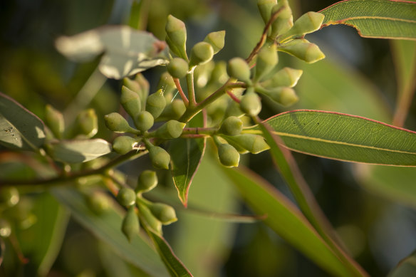 Seed pods on the E. Cattai species were collected from a range of plants by Enhua Lee and colleagues in the NSW Department of Environment to be grown into seedlings. Puzzlingly, no juvenile plants have been found in the wild.