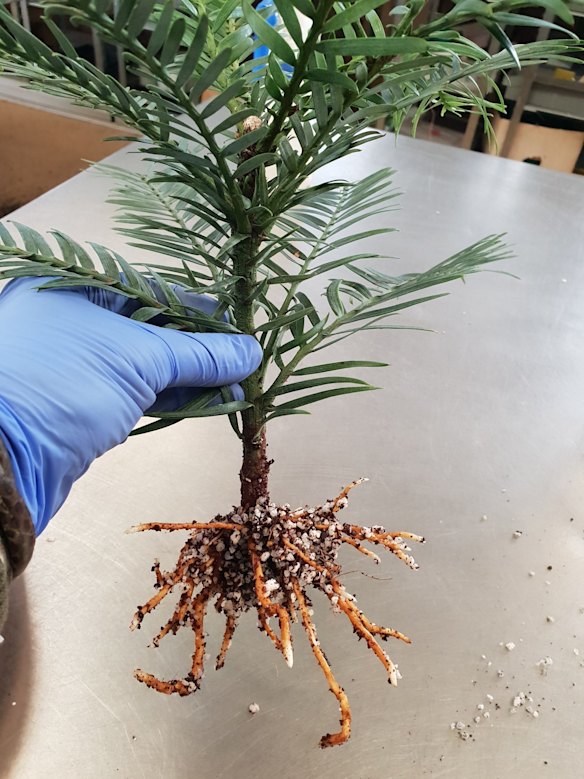 Wollemi Pine tree specimens cultivated for translocation. 