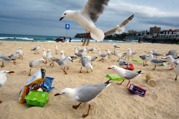 Rubbish left at Bondi Beach attracts the interest of a large group of seagulls. 