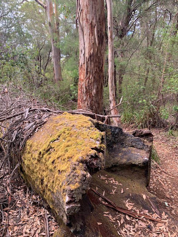 Complex communities of organisms support each other in patterns that have evolved over millennia