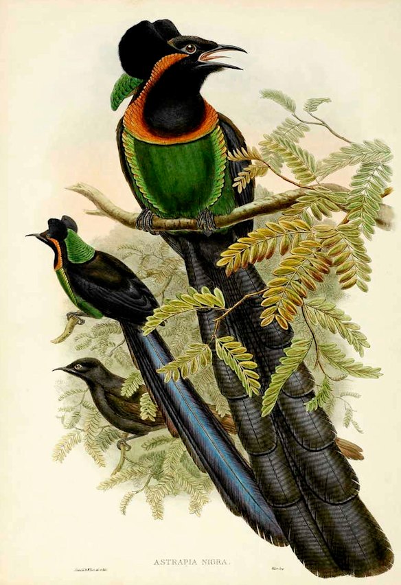 Birds of paradise