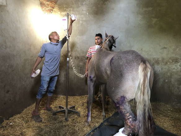 Egypt Equine Aid volunteers are treating and feeding horses and donkeys normally used to transport tourists to the pyramids. However, because of the coronavirus pandemic, many animals have been left to starve.