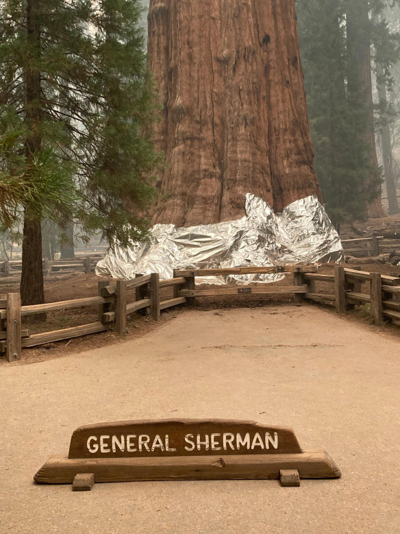 The base of the General Sherman tree has been wrapped in a fire-resistant aluminium blanket.