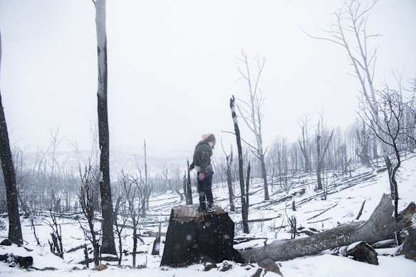 Eight year old Jemima tasting snow near the blackened landscape of Alpine Hill near Providence Portal, the close to Mount Selwyn ski resort. The area was catastrophically impacted by the Adaminaby Complex fire on January 12 this year. 