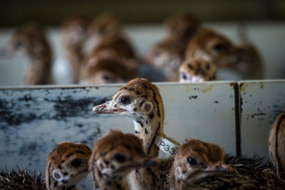 One day old chicks are tagged and hand reared so Hastings can monitor the birds' progress.