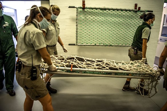 6-year-old Chimpanzee Fumo is being transported to Taronga Wildlife Hospital to undergo a health check.