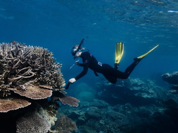 One of the research scientists removes a Drupella Snail from some coral, which causes a lot of damage to the reef.