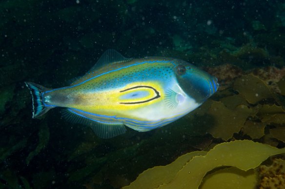 Horseshoe LJ - Port Phillip Heads Marine National Park.