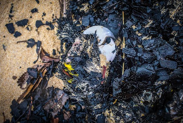 A Yellow Tailed Black Cockatoo.