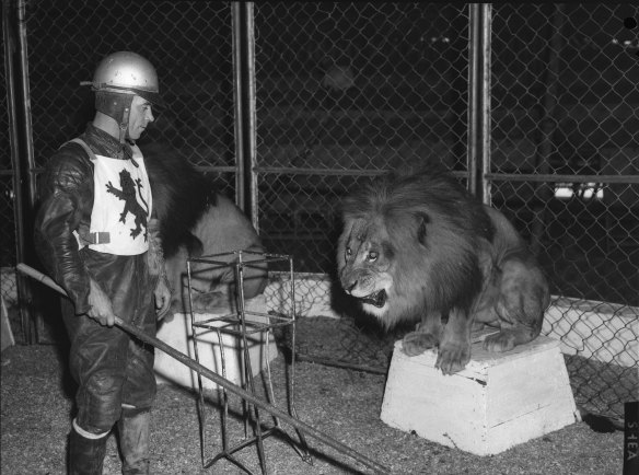 “Tiny” McKinlay, English speedway captain in the lion cage at Wirths’ Circus on January 13, 1959