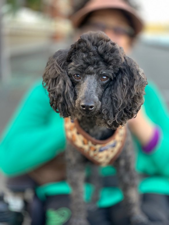Pheona Mulligan with her dog Fergie at Pyrmont, Sydney. The use of the 'depth control' feature after the photo was taken allows for background blur.