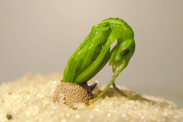 2012 New Scientist Eureka Prize for Science Photography Top Ten. Lord Howe Island Stick Insect Hatching at Melbourne Zoo.