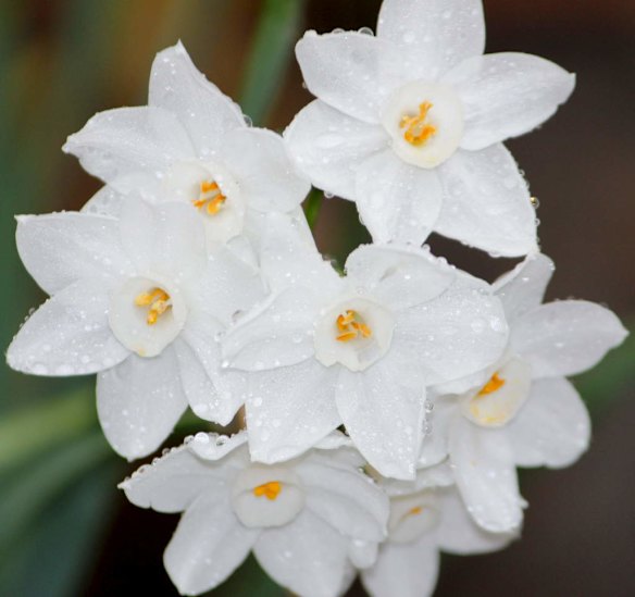 Raindrops on my winter bulbs.