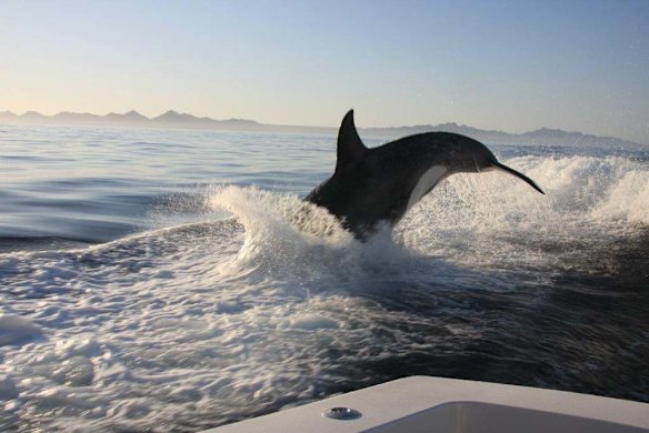 Orcas surf in the wake of a fishing boat off the coast of Loreto, Baja, Mexico.