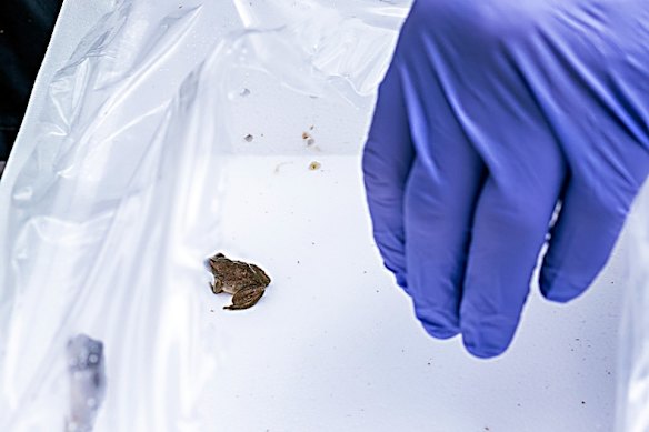 Department of Planning and Environment senior threatened species officer Dave Hunter releases a spotted tree frog in the Kosciuszko National Park. The spotted tree frog are usually grey-green to olive-green in colour. 