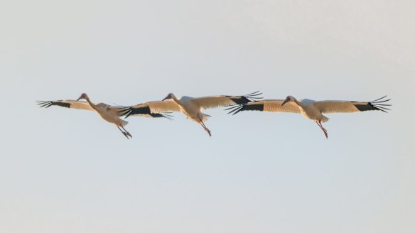 Siberian cranes take flying training at Wuxing Farm in the eastern China's Jiangxi Province.