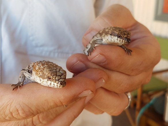 Trapped, to be released: adult and juvenile pygmy spiny-tailed skinks. 