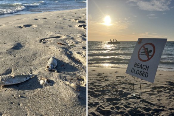 Swimmers at Coogee Beach after hundreds of dead fish washed ashore.