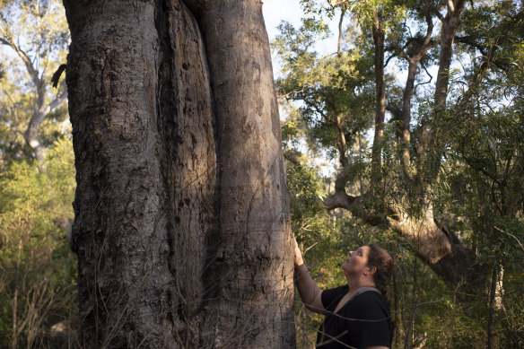Gundungurra Traditional Owner Kazan Brown with a scar tree on land that will be inundated by floodwater at Burnt Flat by the raising of the Warragamba Dam Wall. 