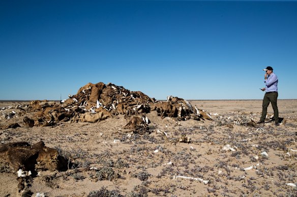 NSW Environment Minister, Matt Kean, views a mound of dead cattle piled up on Narriearra Homestead.