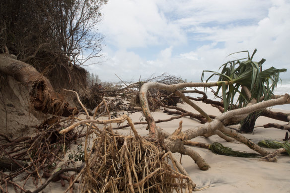Trees left uprooted on Byron's Main Beach on Tuesday as the recent storms and high tides receded.
