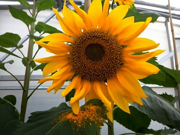 The sunflower seedlings grown from the seeds of the harvested sunflowers collected from the MH17 cockpit crash site.