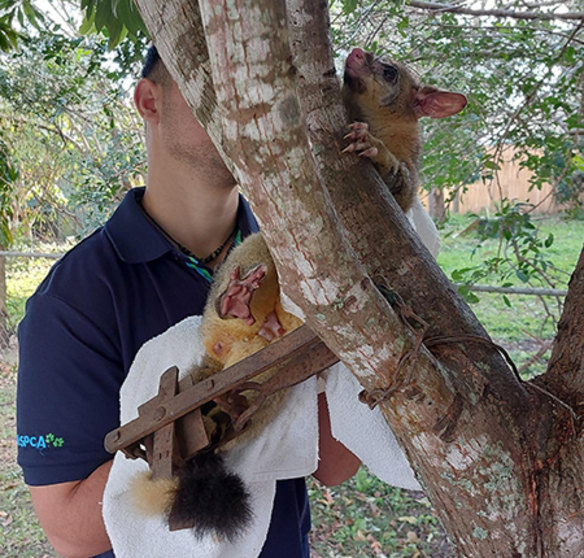 The possum was caught in a steel “jaw” trap in a Brisbane backyard.