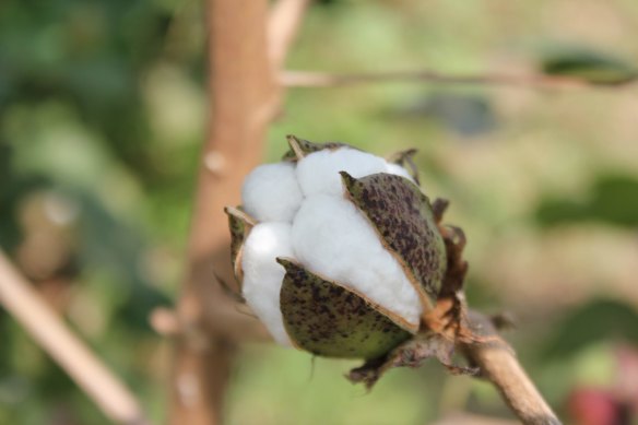 In Australia, 99 per cent of the cotton grown is GMO.