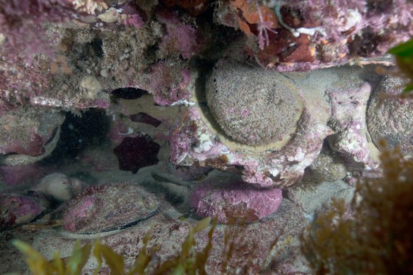 Invertebrate richness in Victoria, Cape Paterson, Bunurong Marine National Park, Eagle's Nest.