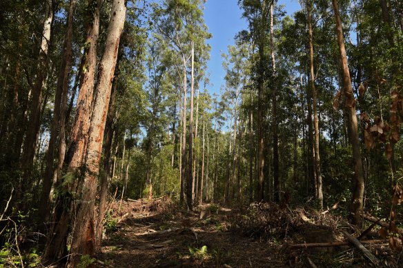 Destroyed trees and vegetation in the Lower Bucca State Forest, near Coffs Harbour, NSW. 