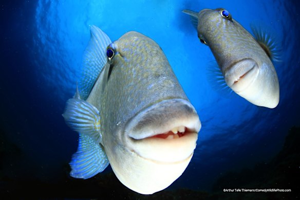 Winner of Underwater category: Arthur Telle Thiemann (Telde, Spain)

Title: "Say cheeeese"
Description: A couple of triggerfish looking into the camera, captured at the Azores. Even they may look funny, these fish can be quite aggressive. In this case they didn't attempt to bite me, but the domeport of my camera housing ended up with some scratches... life is hard... at least it wasn't me who was hurt
Animal: Grey triggerfish, Ballistes capriscus
Location of shot: Faial, Azores 