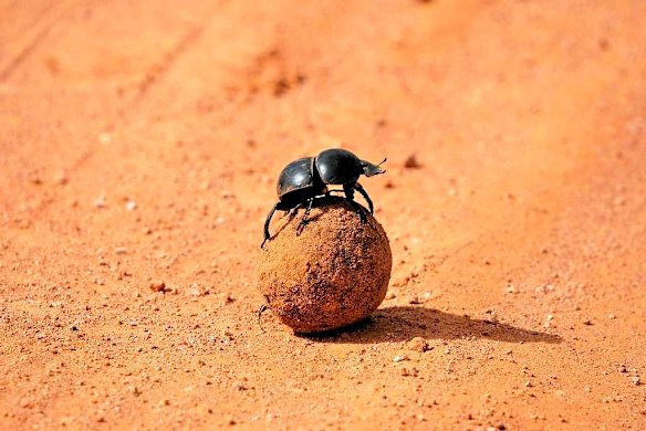 Flightless dung beetle