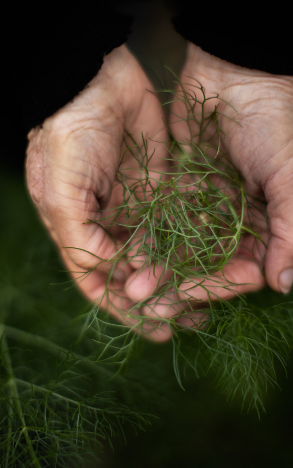 Valentine harvests some of her fennel leaves.