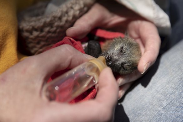 A three-week old flying fox is cared for by Desley Prophet .