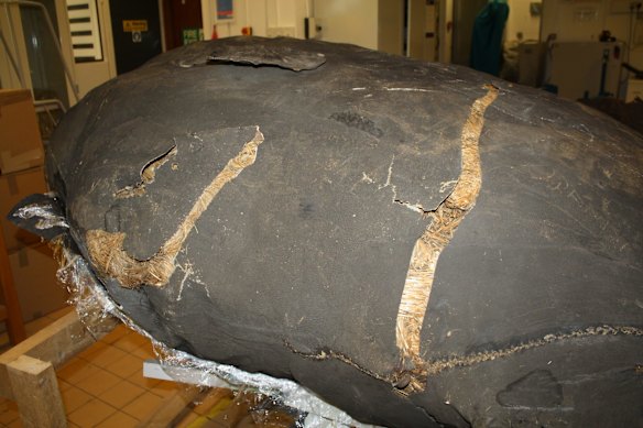 The Sunfish, Mola ramsayi, as stored in the Natural History Museum London. The fish was collected in 1883 in Darling Harbour.