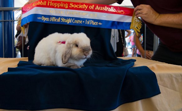 And the winner, by a hare...