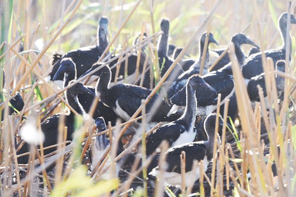 An Ibis colony with thousands of infant birds in the Macquarie Marshes.