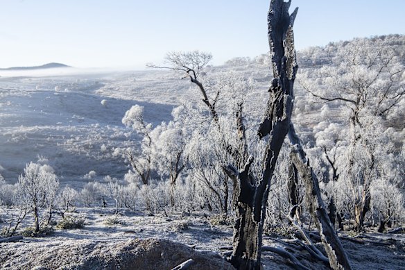 Frosty yet scorched landscape seen from the side of the Snowy Mountain Highway just before Yarrangobilly Caves. A 36-hour fire fight by the RFS saved the caved complex.