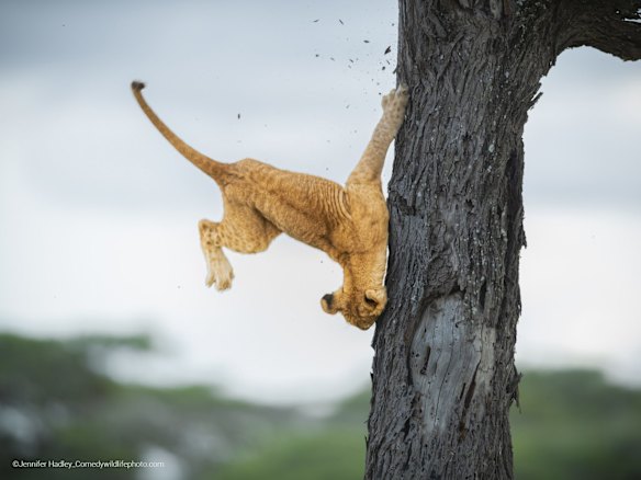 Overall winner / Land category winner: Jennifer Hadley (Raleigh, United States)

Title: Not so cat-like reflexes
Description: This 3 month old cub and his sibling were in a tree. The other lionesses were in other trees and on the ground. He wanted to get down and walked all over the branches looking for the right spot and finally just went for it. It was probably his first time in a tree and his descent didn't go so well. He was just fine though after landing on the ground. He got up and ran off with some other cubs.
Animal: Lion
Location of shot: Serengeti Tanzania 
One time use for Traveller only
Please make sure the images are all credited as follows:Â Â© Photographerâs Name / Comedy Wildlife 2022.Â 