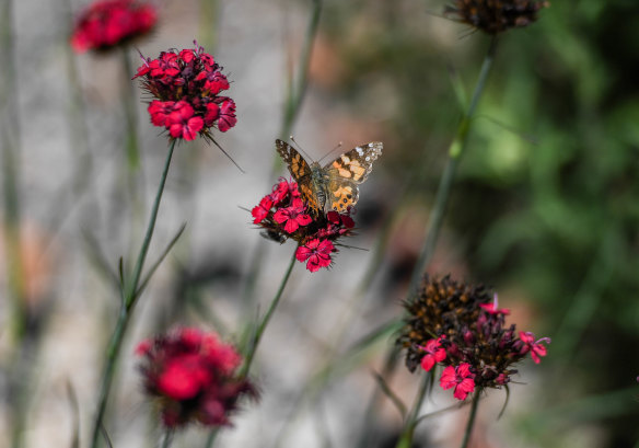 A butterfly rests on a <i>Dianthus cruentus</i> in the Antiques Perennials display garden.