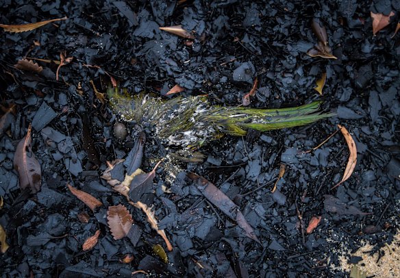  Possibly a juvenile Crimson Rosella.