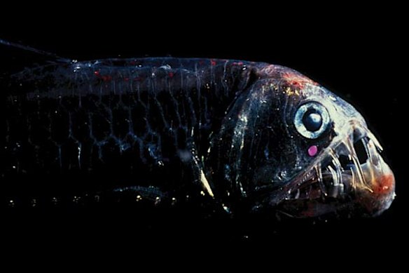 Creatures of the deep