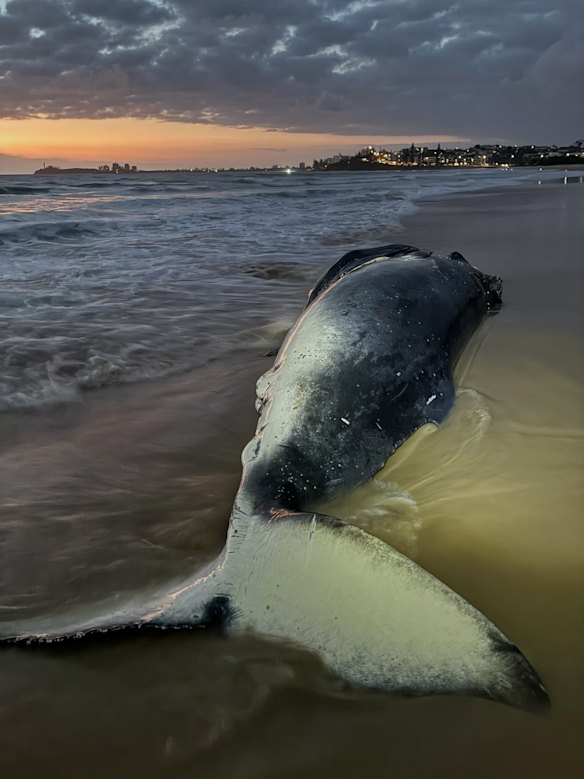The animal’s cause of death is unknown. 