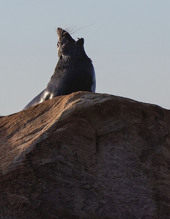 An Australian fur seals shows its teeth at Pittwater in June 2022. 