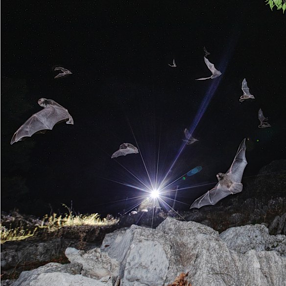 Missile tech and microbats, using thermal imagery in wildlife rescue