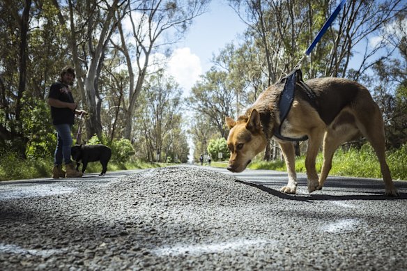 Flooding in Murchison has ruined the road into town. Here, water can be seen bubbling up through the surface. 